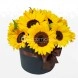 Caja De Girasoles A Domicilio En Popayan Arreglos Florales